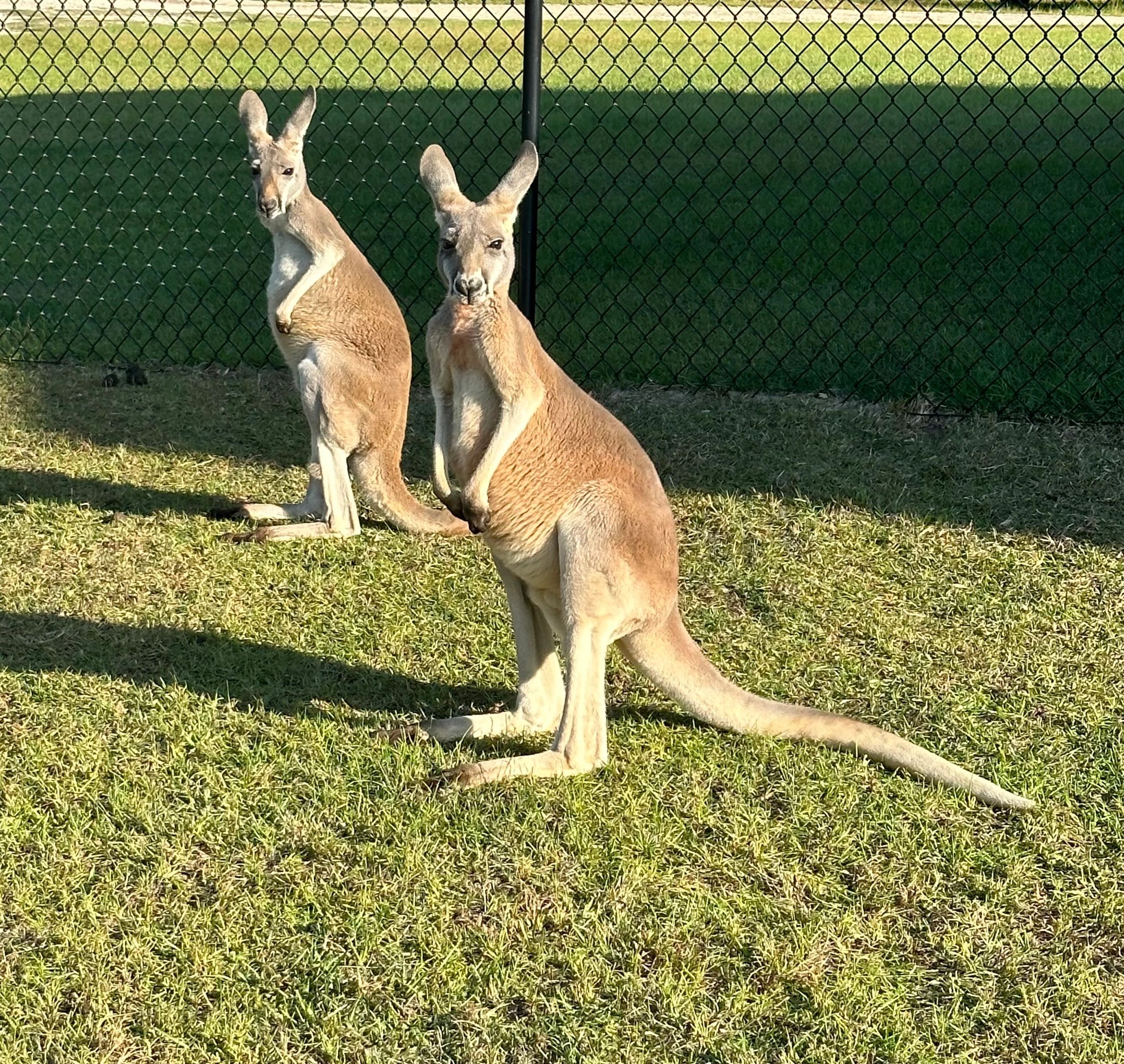 Kangaroo Encounter