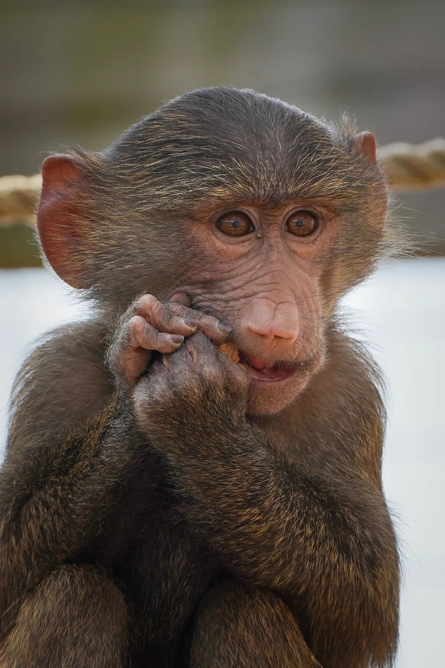 Animal Encounters
